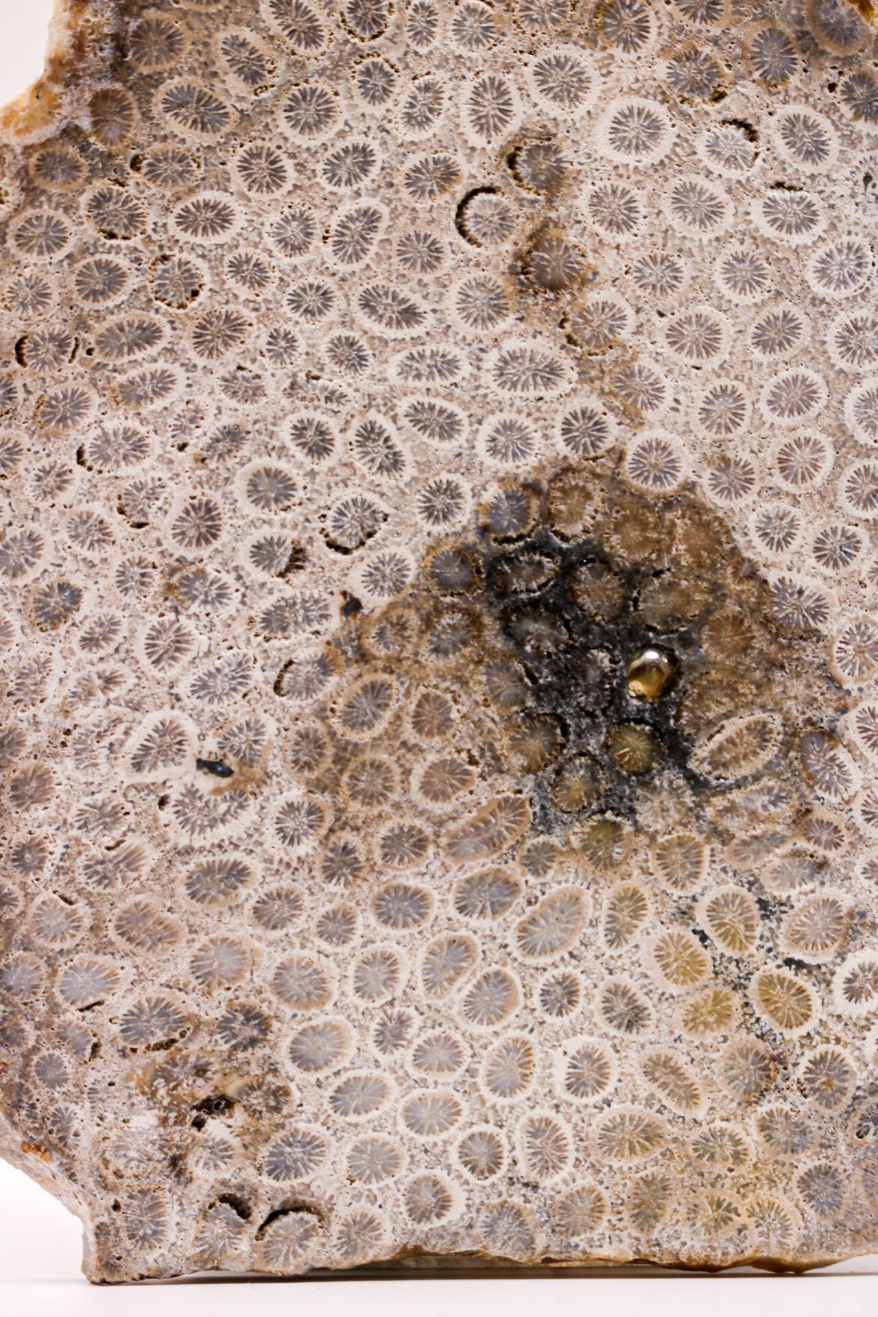 Coral jasper slab