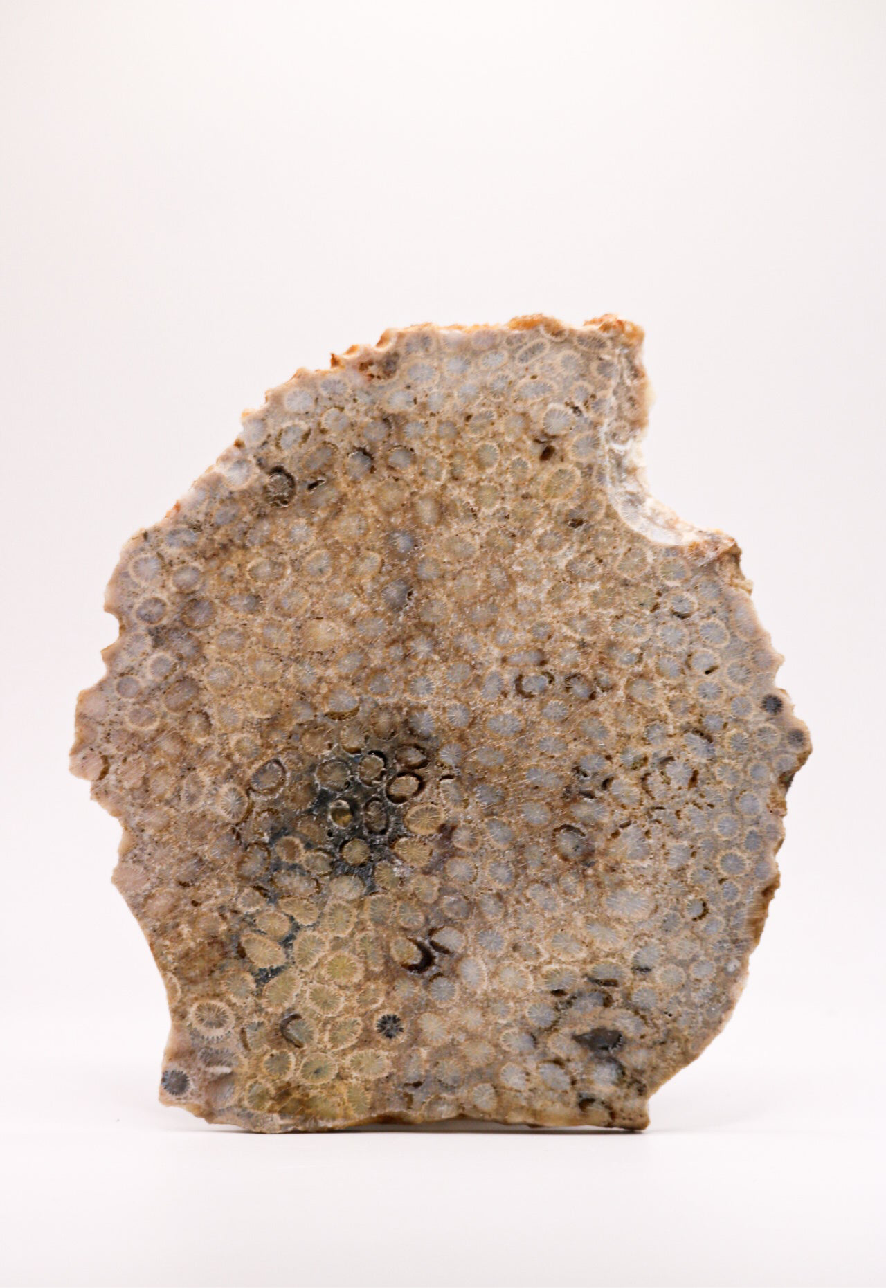 Coral jasper slab